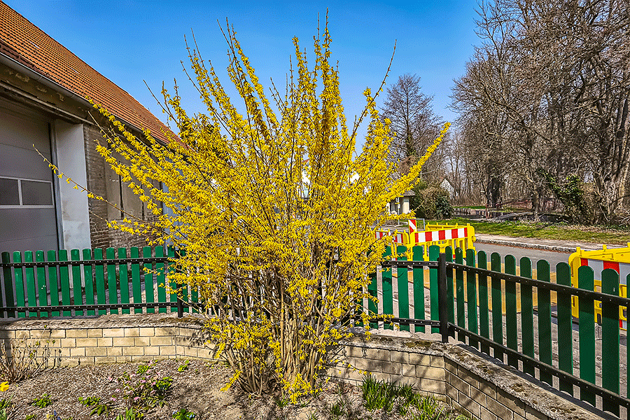Unsere Forsytie im Vorgarten beginnt zu blühen - Foto JoSt   2026